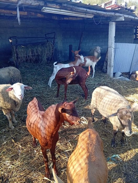 Vendo ovelhas e cabras com várias idades