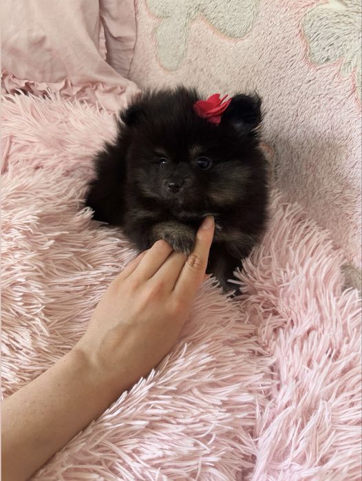 Czarny piesek pomeranian - szpic miniaturowy