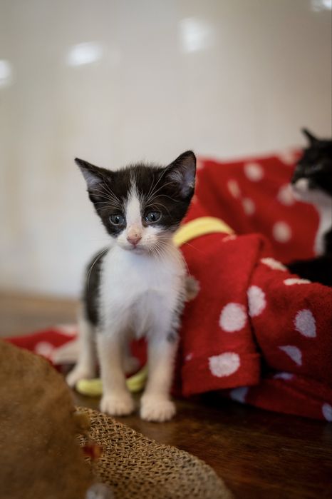 Cinco gatinhos procuram famílias