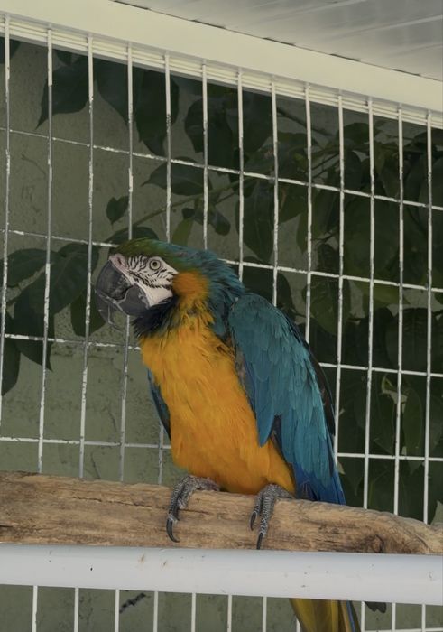 Arara Aruana Femea