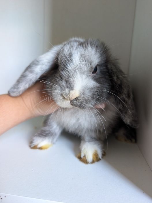 Królik karzełek, mini lop, miniaturka