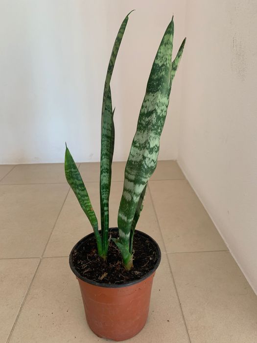 Oportunidade! Planta Espada de São Jorge- 3€ cada unidade.
