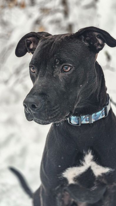 Młody pies w typie TTB szuka domu  / do adopcji