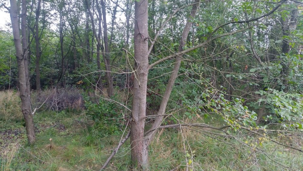 wycinka drzew usługi rębakiem usuwanie korzeni gałęzi frezowanie pni