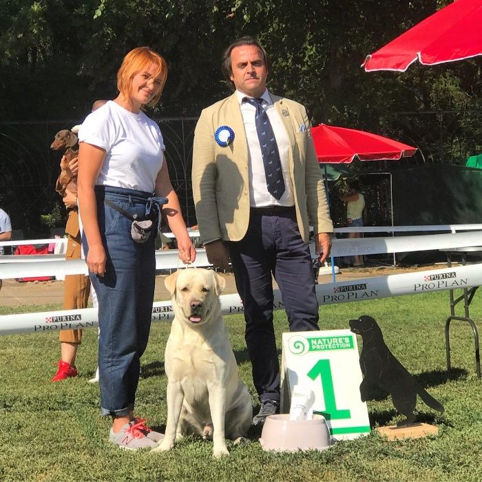 Лабрадор ретривер для вязок