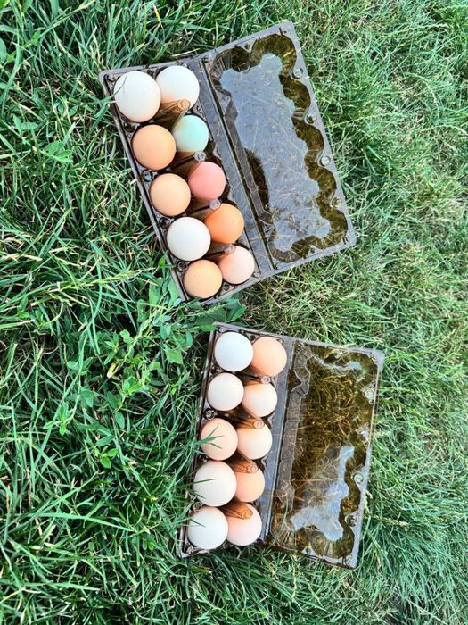 Продам домашні яйця