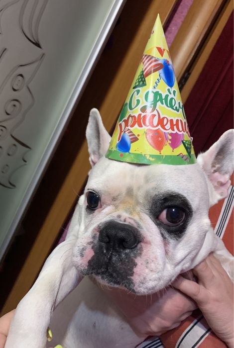 Французкий бульдог для вязки