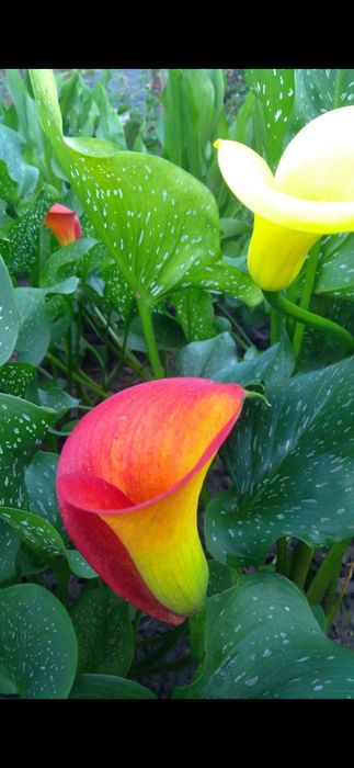 Калла сорту Marning sun