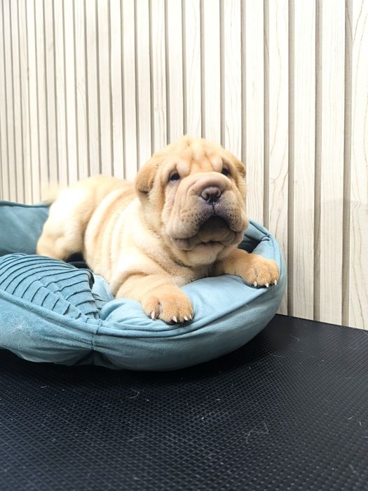 Shar pei macho diluido