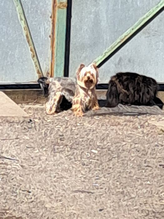 Продам  цуценя йорка.