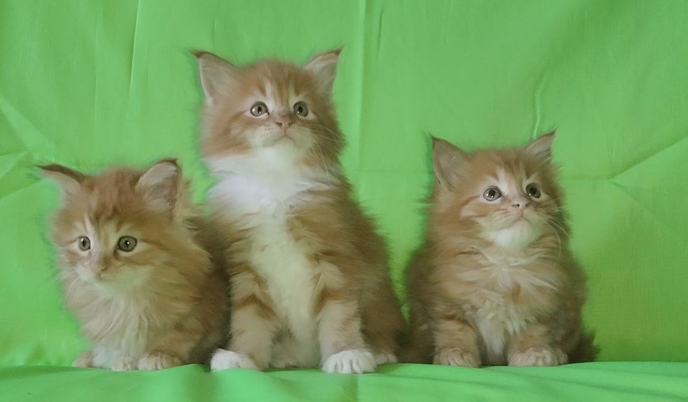 Он может быть вашим.