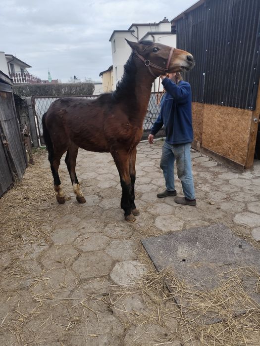 Rezerwacja Ogierek gniady sprzedam