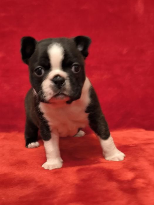 Boston Terrier śliczna suczka ZKwP/FCI