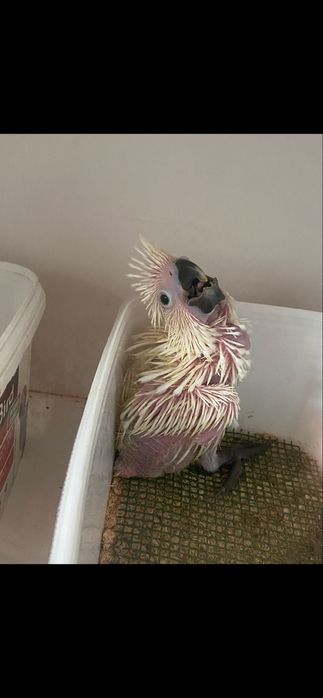 ……Cacatuas Alba……