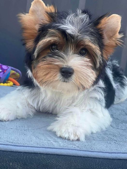 Цуценя бівер-йорк (дівчинка 3.5 місяці)