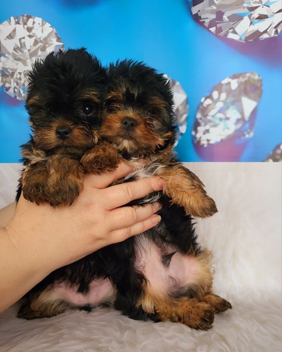 Мини йорки супер щеночки