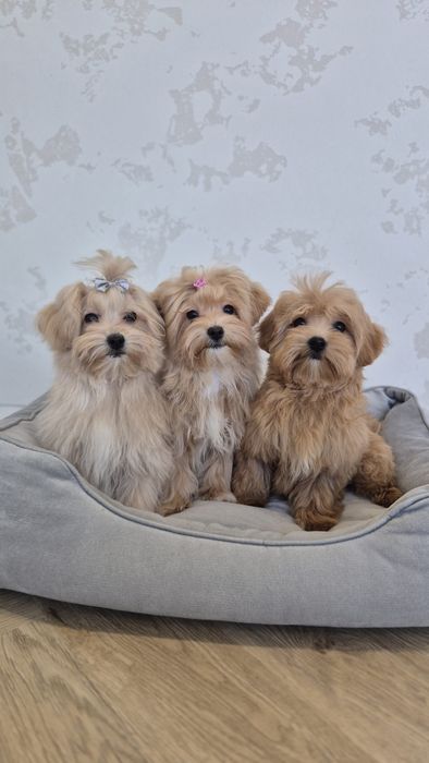 Мальтипу Ф1 дівчатка з доставкою. Maltipoo F1
