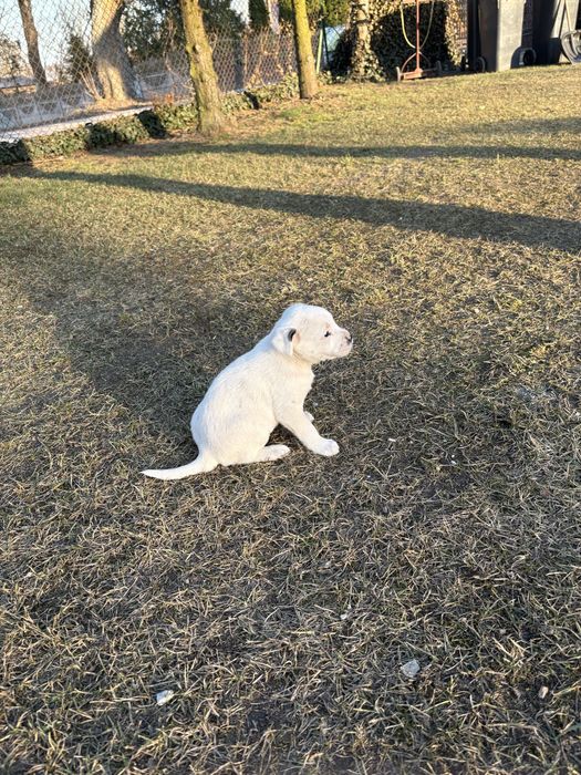 Oddam przyjazną suczkę