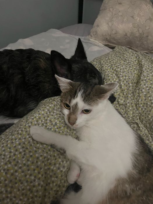 Kociak Tatron szuka swojego domu 2 letni