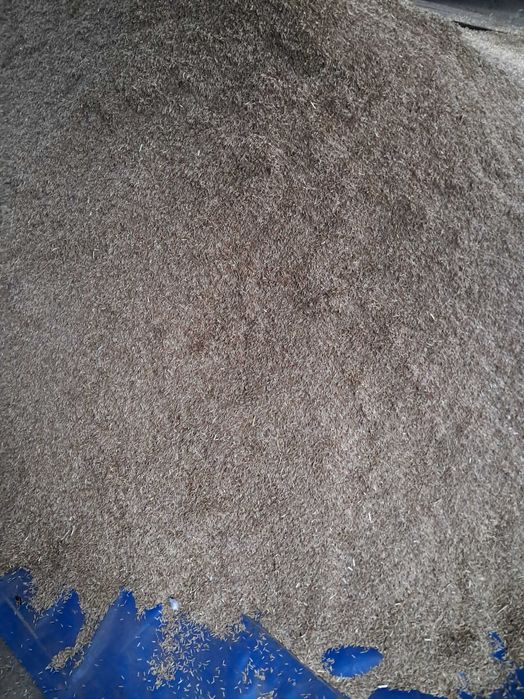 Życica wielokwiatowa