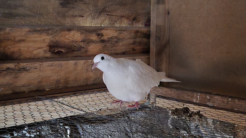 Rolas brancas meigas