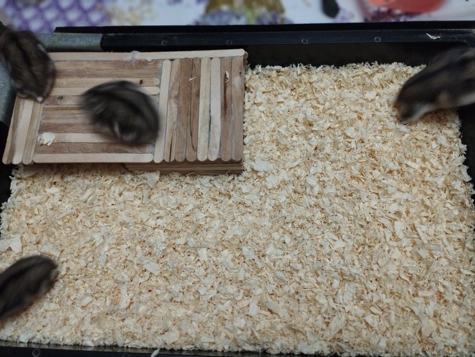 Oddam Chomiki dżungarskie-gryzonie