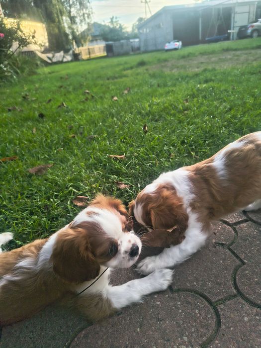 Pieskek Cavalier King Charles Spaniel