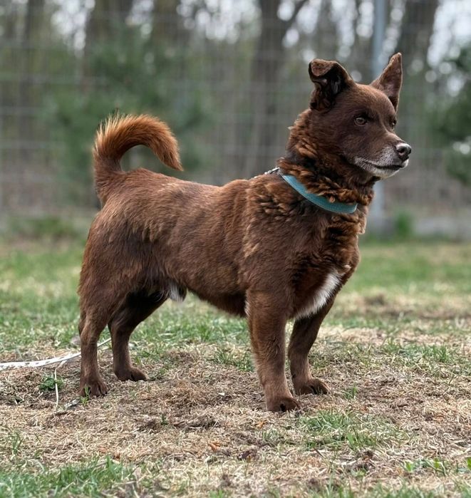 Malutki, spokojny Taraś do adopcji!