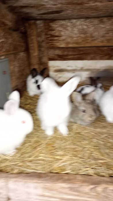 Młode króliki mieszańce