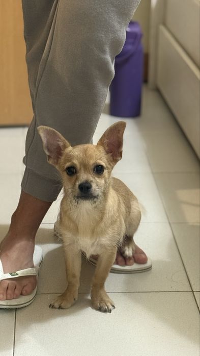 Doação cadela pequeno porte