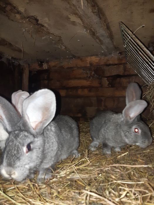 Króliki olbrzymy belgijskie