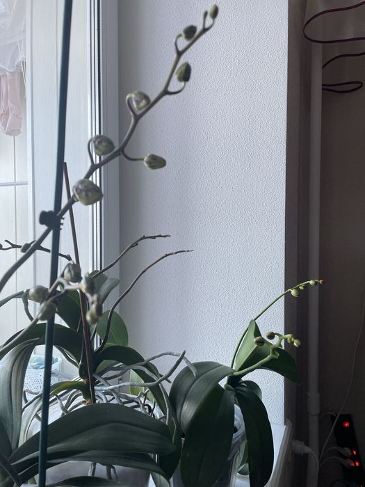 Орхидея, распродаю свои орхидеи