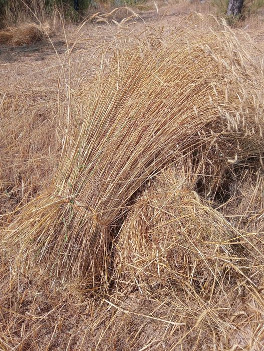 Centeio palha molhos