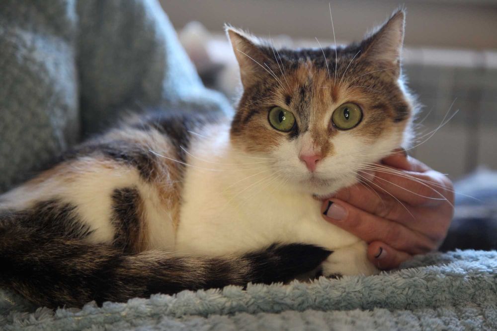 Шукаємо родину для кицюні