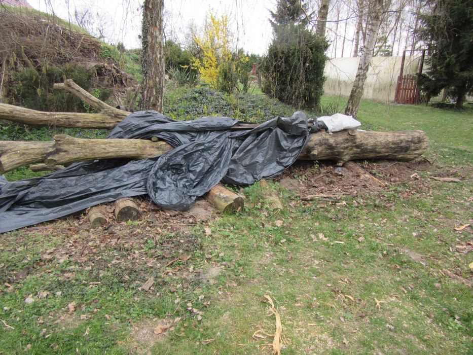 Drzewo dab do opalu i meblarstwa