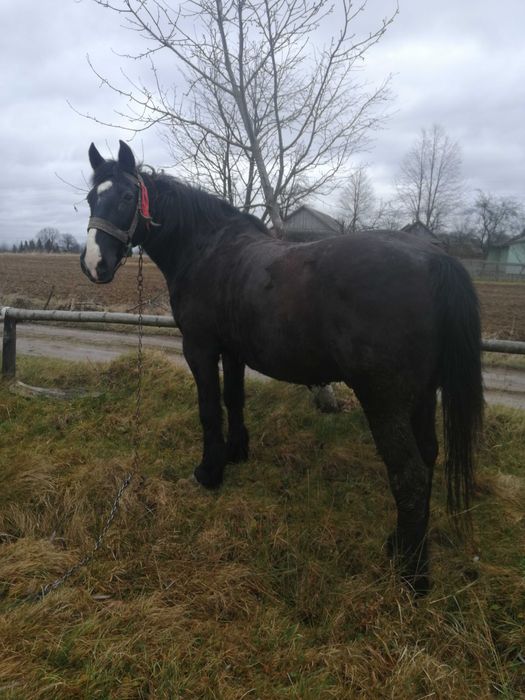 Продам спокійного коня