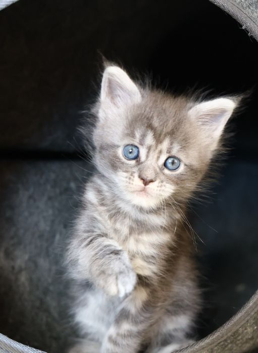 Elly – kotka Maine Coon
