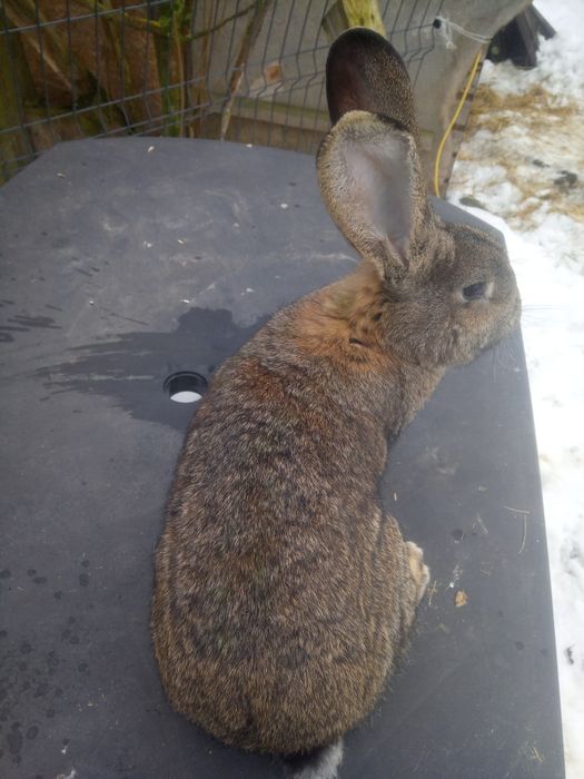 Olbrzym belgijski. Samce, samice zakocone