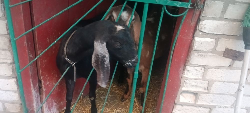 Продам кіз строчно