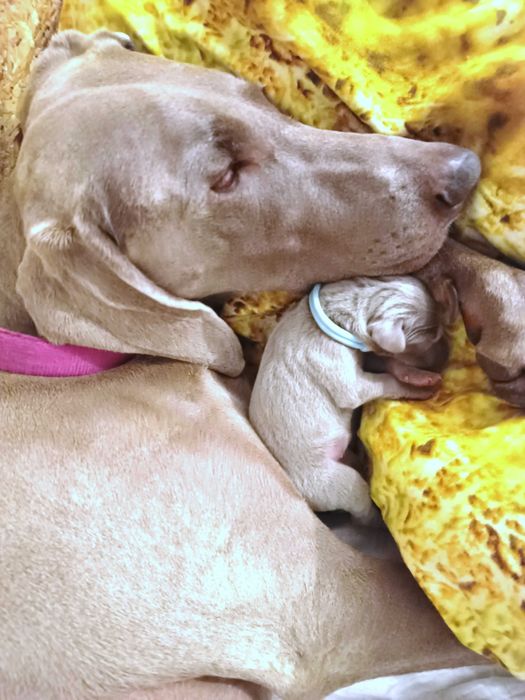 Wyżeł weimarski - samiec- Domowa Hodowla fci,zkwp