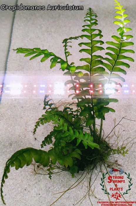 Crepidomanes Auriculatum- Hymenasplenium Obscurum Rarytas