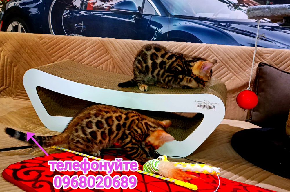 Бенгальська дівчинка або хлопчик для розведення !