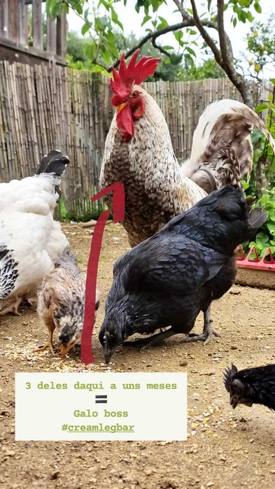 Ovos Galados - Azuis - Verdes - Cream Legbar-Barnevelder - Ayam Acemi