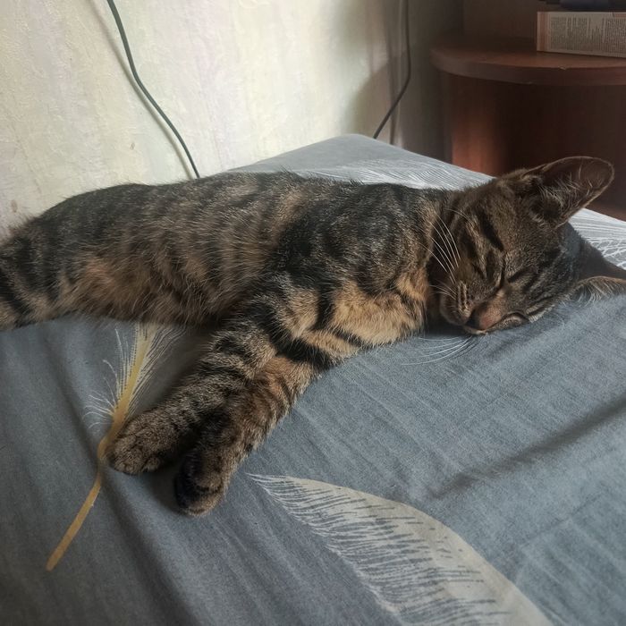 Віддам кошенят безкоштовно
