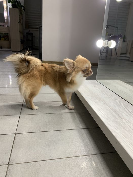 Чихуахуа довгошерстий КСУ запрошує на вязку