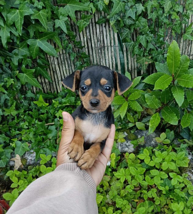 Pinscher macho belíssimo