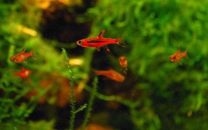 GB Razbora Boreańska - dowóz ryb!