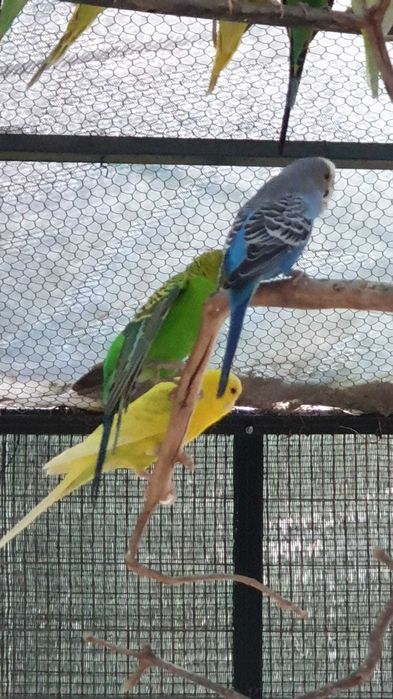 Venda de Periquitos (Variedades de Cores)