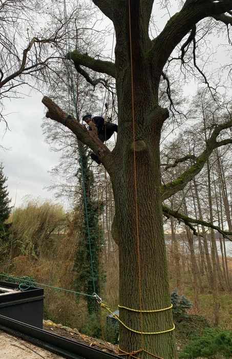 Wycinka drzew metodą linową, usuwanie posuszu i wiatrołomów