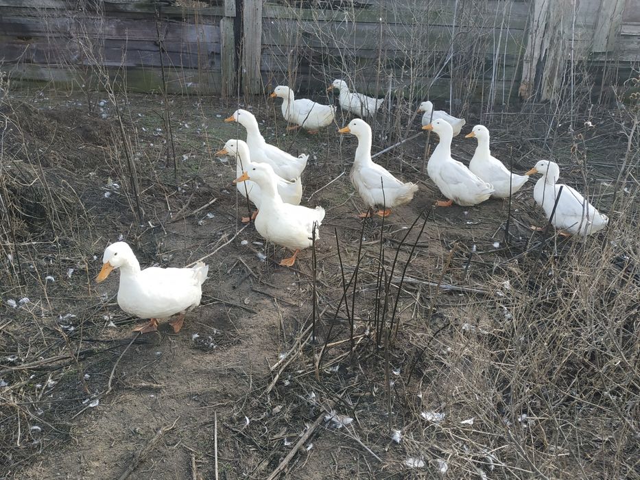 Качка.Продам домашнюю качку